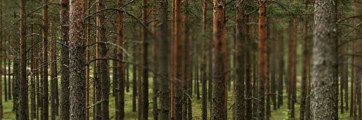 Bomen in een bos - Zijn onderneming Banier